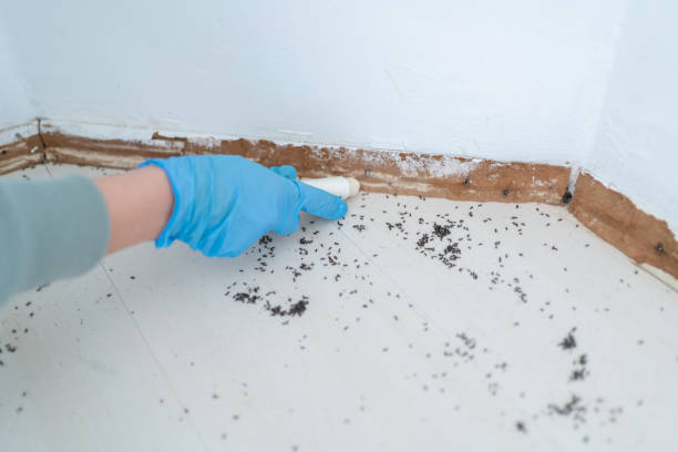 Best Affordable Pest Control Services  in Westland, MI